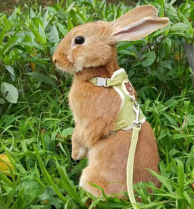 Newest Cute Rabbit Harness & Leash Set - Outdoor Walking Pet Supplies