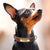 Customized Leather Dog Collar – Soft Padded with Engraved ID Nameplate for All Dog Sizes