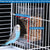 Automatic Bird Feeder – Acrylic Seed & Beverage Container for Small to Medium Parrots