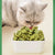 Mint Cat Biscuits for Teeth & Hair Care