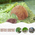 Coconut Hideout House for Reptiles & Hermit Crabs