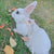 Newest Cute Rabbit Harness & Leash Set - Outdoor Walking Pet Supplies