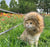 Cute Lion Mane Cat Wig Costume - Pet Costume for Cats and Small Dogs | Fancy Cosplay Accessory