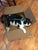 Adjustable Escape-Proof Cat Harness and Leash Set