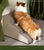 2/3/4-Step Pet Stairs – Anti-Slip Ramp Ladder for Small Dogs & Cats, Removable