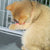 Rechargeable Motion-Activated Cat Laser Toy - Interactive Teaser for Cats & Dogs