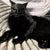 Black Bat Cat & Dog Mask - Cute Superhero Pet Toy