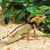 Adjustable Lizard Harness & Leash for Reptiles