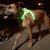 LED Light-Up Dog Harness – Adjustable & USB Rechargeable for Safety