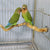 Natural Parrot Perch – Bird Stand Tree Stick for Climbing & Paw Grinding