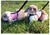 Multi-Color Breathable Pet Harness & Leash Set for Rabbits