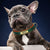 Customized Leather Dog Collar – Soft Padded with Engraved ID Nameplate for All Dog Sizes