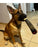 Interactive Dog Cigar Toy - Squeaky & Durable Plush Chew for Puppies