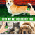 60ml Pet Flea Killer Spray – Long-Lasting Control for Fleas, Ticks & Lice for Cats & Dogs