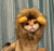 Cute Lion Mane Cat Wig Costume - Pet Costume for Cats and Small Dogs | Fancy Cosplay Accessory