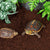 Natural Coconut Chip Bedding - Compressed Coco Husk Substrate for Reptiles & Terrariums