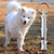 Adjustable Stainless Steel Dog Training Whistle