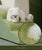 2/3/4-Step Pet Stairs – Anti-Slip Ramp Ladder for Small Dogs & Cats, Removable