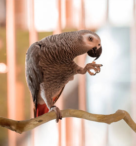 Natural Parrot Perch – Bird Stand Tree Stick for Climbing & Paw Grinding