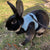 Adjustable Pet Harness & Leash for Rabbits, Bunnies, & Cats