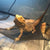Reptile Hammock & Ladder Set – Accessories for Bearded Dragons, Geckos, Lizards, and Snakes
