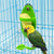 Bird Cuttlebone Holder – Cage Feeding Stand for Parrots, Budgies, & Cockatiels