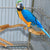 Natural Parrot Perch – Bird Stand Tree Stick for Climbing & Paw Grinding