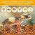 Natural Coconut Chip Bedding - Compressed Coco Husk Substrate for Reptiles & Terrariums