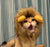 Cute Lion Mane Cat Wig Costume - Pet Costume for Cats and Small Dogs | Fancy Cosplay Accessory