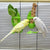 Bird Cuttlebone Holder – Cage Feeding Stand for Parrots, Budgies, & Cockatiels