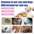 Pet Anti-Flea Spray – Itch Relief, Tick Control & Antiparasite Treatment for Dogs & Cats