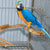 Natural Parrot Perch – Bird Stand Tree Stick for Climbing & Paw Grinding