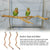 Natural Parrot Perch – Bird Stand Tree Stick for Climbing & Paw Grinding