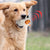 Pet Dog Vocal Toy - Interactive Sound Play