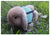 Multi-Color Breathable Pet Harness & Leash Set for Rabbits