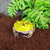 Natural Coconut Chip Bedding - Compressed Coco Husk Substrate for Reptiles & Terrariums