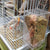 No-Mess Automatic Bird Feeder – Acrylic Seed & Drinker Container for Small to Medium Parakeets