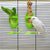Bird Cuttlebone Holder – Cage Feeding Stand for Parrots, Budgies, & Cockatiels