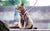 Adjustable Escape-Proof Cat Harness and Leash Set