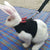 Small Animal Walking Harness and Leash Set for Rabbits, Puppies, and Small Pets