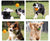 Squeaky Pet Dog & Cat Toy - TPR Chew Ball for Teeth Cleaning & Training