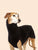 Greyhound Winter Coat & Pajamas - Turtleneck Onesie for Medium to Large Dogs