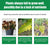 Reptile Coconut Fiber Substrate - Pressed Coir Bedding for Tortoises, Lizards & Terrariums
