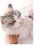 Puppy Joy Soft Pet Eye Care Brush for Dogs & Cats