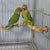 Natural Parrot Perch – Bird Stand Tree Stick for Climbing & Paw Grinding