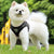 Pet Walking Chest Strap & Traction Rope