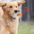 Pet Dog Vocal Toy - Interactive Sound Play