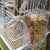 Automatic Bird Feeder – Acrylic Seed & Beverage Container for Small to Medium Parrots