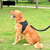Adjustable Reflective Dog Harness & Leash Set for Small & Large Dogs