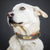 Customized Leather Dog Collar – Soft Padded with Engraved ID Nameplate for All Dog Sizes